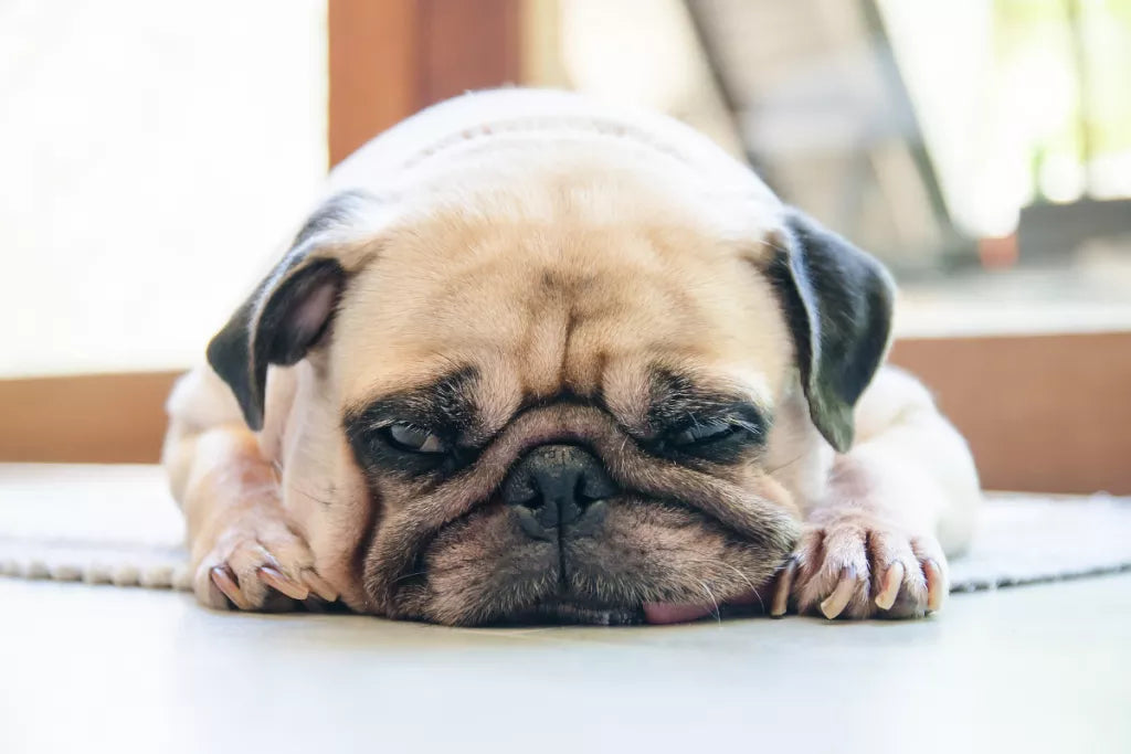 Pug sales anxiety medication