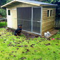 Load image into Gallery viewer, Apex Wooden Dog Kennel & Run. The pressure-treated outdoor shelter features a classic apex roof design and a secure galvanized steel run panel.