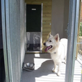 Load image into Gallery viewer, Kingsley 2-Bay Dog Kennel & Run 14x10.6 with Storage Shed