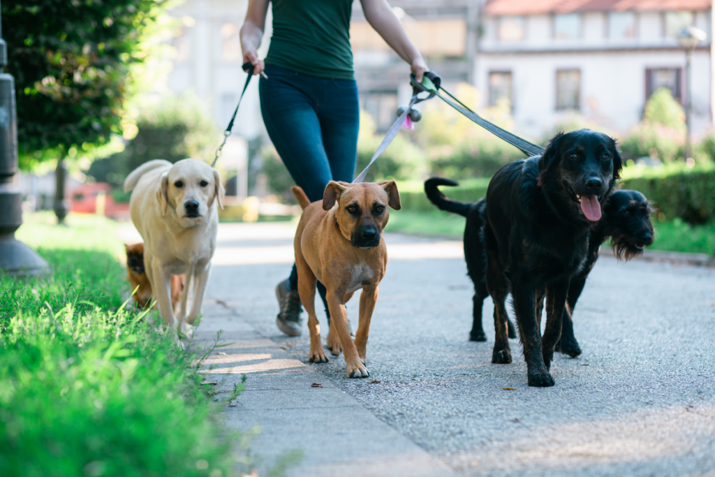 Dog walking guide showing different breeds and exercise requirements