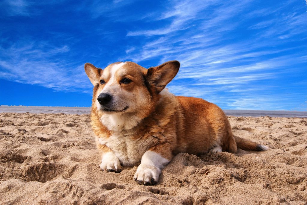 The Ultimate Guide To Taking Dogs On Holiday