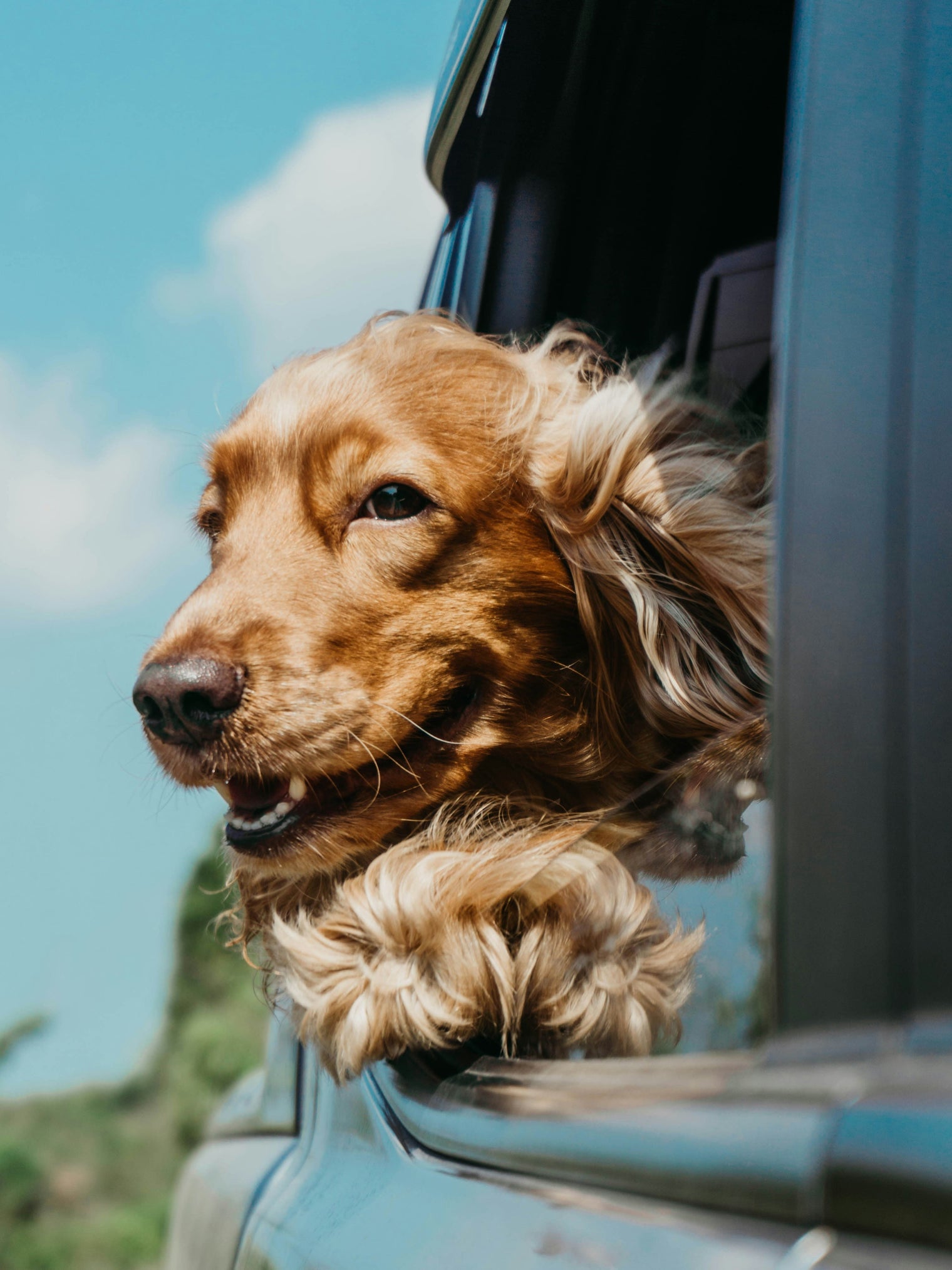 Dog-friendly staycation UK - best cities for travelling with dogs