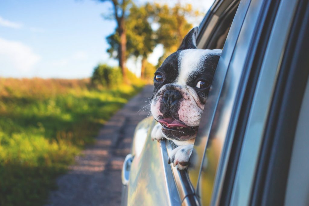 Top Tips On Travelling With Your Dog