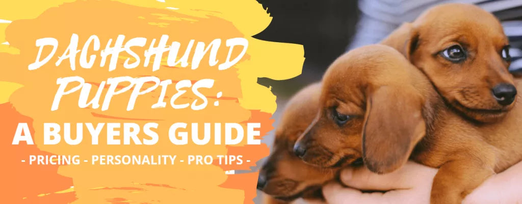 Dachshund Puppies: A Buyers Guide