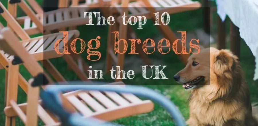 The Top 10 Dog Breeds In The UK