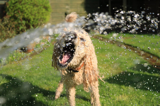 Dog enjoying summer safely - summer safety tips for dogs