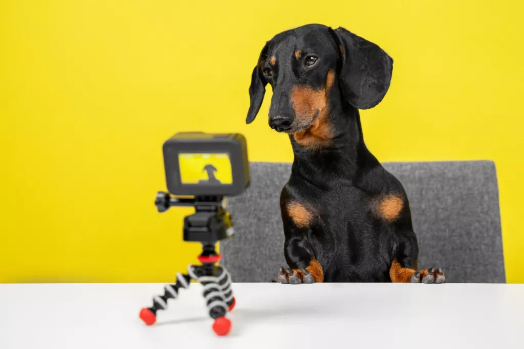 REPORT: How Much Instagram’s Most Famous Animals Could Make Per Post