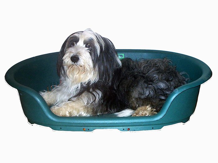 Thermostatically Controlled Heat dog Bed