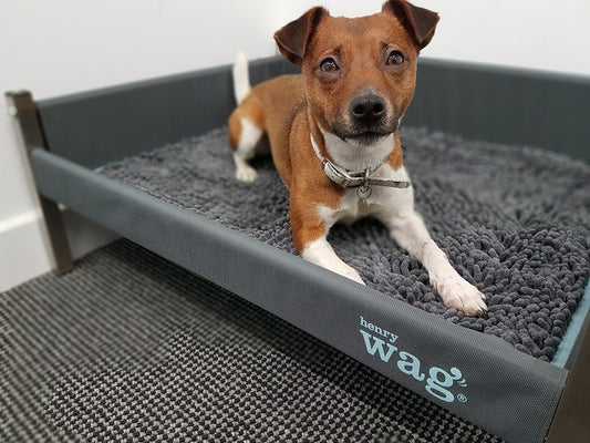 Elevated Wag Dog Bed